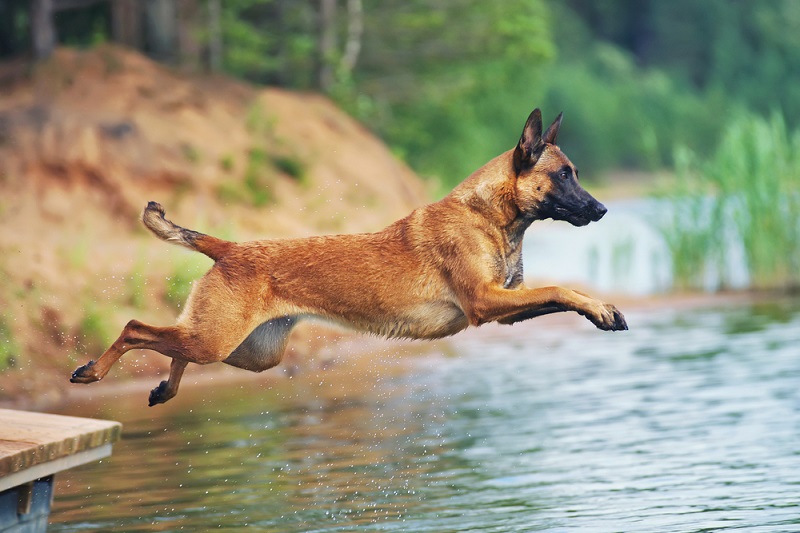 Un Malinois sauve la vie de son maître embourbé dans un lac des